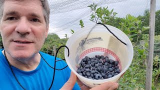 Picking Gorgeous Blueberries