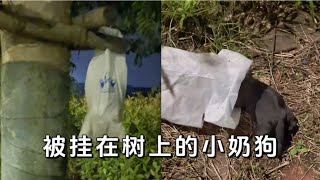 小奶狗惨遭遗弃，还被装在袋子里挂在树上，好心女子路过将其救下 【一笑汪吖】