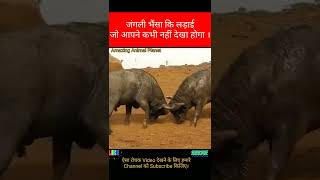 Buffalo fighting # जंगली भैंसा कि लड़ाई ।