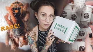 Massive *DWARF ONLY* Tarantula Unboxing! Friendly, CUTE, Fast & Gentle! Some of my FAVORITE Species