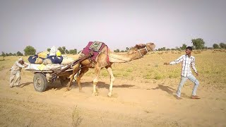 Never do such carelessness with the camel. The camel is afraid of the younger sister. ऊँट का गुस्सा