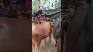 ধোলাইখাল গরুর হাট থেকে সরাসরি পার্ট-২ Barta Somachar is live