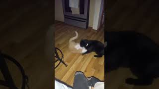 Senior Cat Teaches Kitten Lesson in Schooling Fools - Chubba Kitten Annoys Vinnie Cat, Then THIS!!!