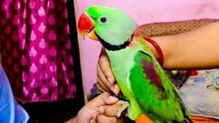 Alexander Parrot Compilation | Indian Tiya Pakhi | kotha bolla pakhi