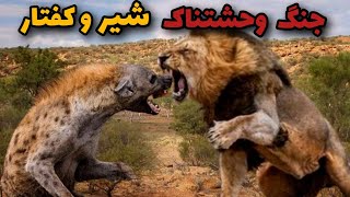 نبرد خشن شیر شاه و کفتار شیطانی| آیا کفتار وحشی میتونه شیرو شکست بده؟🔥👽