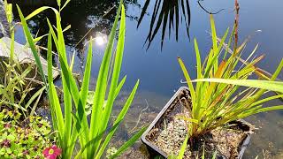 Our pond with baby fish