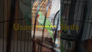 Usama Kay Birds 45 #bangladesh #indianparrots#afganistan #sirilankaparrots