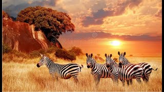 Savannah Life Wild Africa[  Geographic HD]Animal kingdom#animalkingdom #wildlife #animals