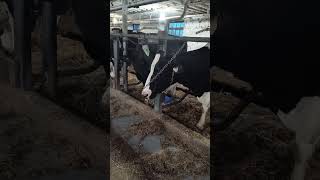 Cow Needs Head Support?#dairy farming #holstein cow