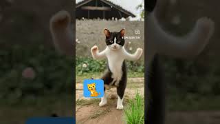 cat 🐈 dance # viral video # video # short YouTube