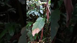 Zingiberales. Zingiberaceae. Plagiostachys crocydocalyx. Borneo.