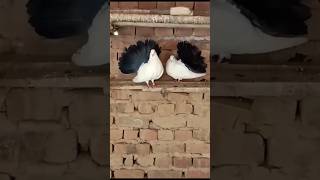 Black Tail Fantail pigeon|| #foryou #foryouvideo #viral #viralvideo #youtubeshorts #trending #reels