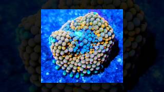 Elite Reef Livestock | ricordia, cleanup crew, brain coral, wrasses, montipora, pseudocromis