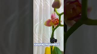 treelips Orkidem #orchid #plants #orkide #çiçek #orchids #flowers #Sera #orkidebakımı