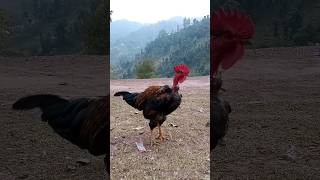 🐓#rooster #desimurga #youtubeshorts #viral #shorts