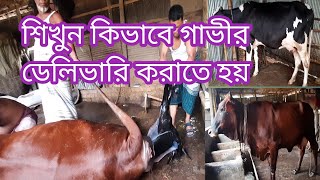 দেখুন কি ভাবে গাভীর বাচ্চা ডেলিভারি করা হয়, ফ্রিজিয়ান জাতের গরু