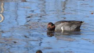 Green Winged Teal