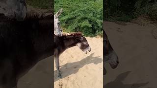 #youtubeshorts #animals #donkey #shortsfeed #pets