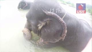 Elephant Trekking in Khao Lak - J1 Thailand