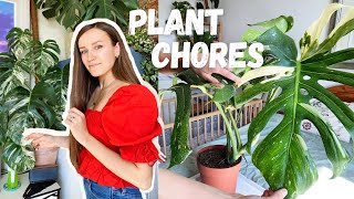 Plant Chores - Fixing up my Thai Constellation | Plant Repairs