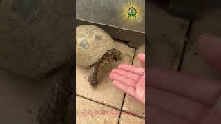 tortoise 🐢 importance in sanatana