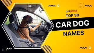 30 Cool Car Dog Names 🐕  To Help Keep Your Ride Exciting 🚗 | PetPress