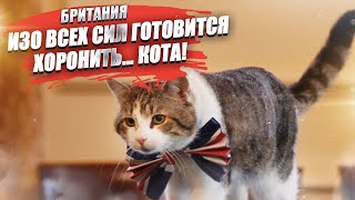 Англосаксы отвлекают внимание всего мира от своих проблем с помощью… котика!