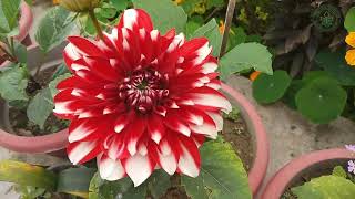 Dahlia Cultivation | Dr YS Parmar University of Horticulture & Forestry