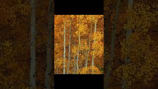 Autumn Forest:Autumn Morning In American Countryside/Relaxing Music For Stress Relief