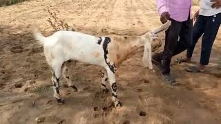 Tota pari goat 8055594424