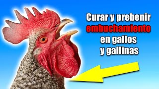 curar y prebenir embuchamiento en gallos y gallinas