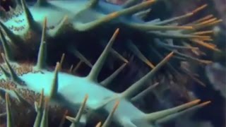 Scientists take on Pacific crown of thorns starfish threat (PMC)