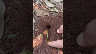 Fire ants attack big bug in deep hole for food #shorts