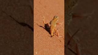 The Art of Camouflage: How the Desert Chameleon Dances with the Sand #trendingshorts #shortsfeed