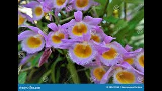 primi Dendrobium loddigesi a fiorire, una bekka orchidea con una bella storia