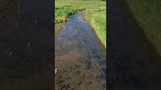 Humpies Spawning at Unga Island in Alaska #Shorts