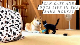 Can cats and dogs live in the same house? See video until the end