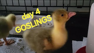 day 4 GOSLINGS