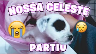 NOSSA CACHORRINHA MORREU .... parvovirose 😭 contei tudo !!!!