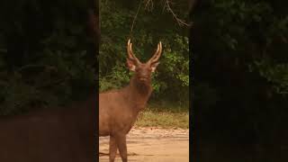 Sambar deer | Sri Lanka #shorts