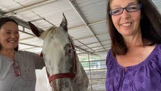 Energy Healing For Animals Masterclass - Live from The Gentle Barn