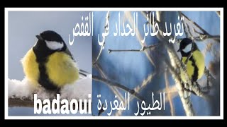 تغريد طائر الحداد mésange charbonniere القرقف الكبير  روعة 🎼🎼🎼