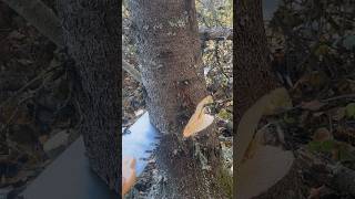 Hand Sawing the Logs for an Alaskan Log Cabin #alaska #logcabin