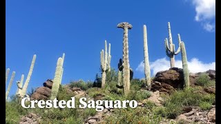 Crested Saguaro