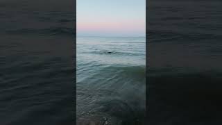 Loves Swimming in the ocean #beach #love #trending #music #beachplease #shorts #viralvideo #youtube