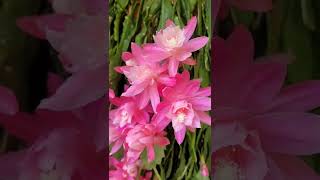 Christmas cactus flowers in Aussie spring #christmas2022 #cactus #christmascactus #pink