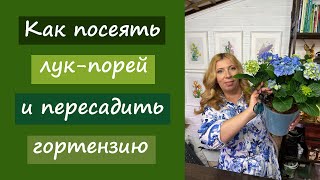 Как посеять лук-порей и пересадить гортензию