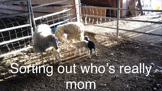 Lambing diaries: Too many moms, not enough lambs! Vlog 531