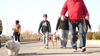 Dog Marathon "Perrotón" in Villamartin, Orihuela Costa