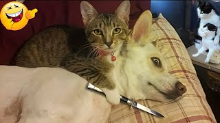 New Funny Cats and Dogs Videos 🐶🐱 |  Funny Animal Videos  #18